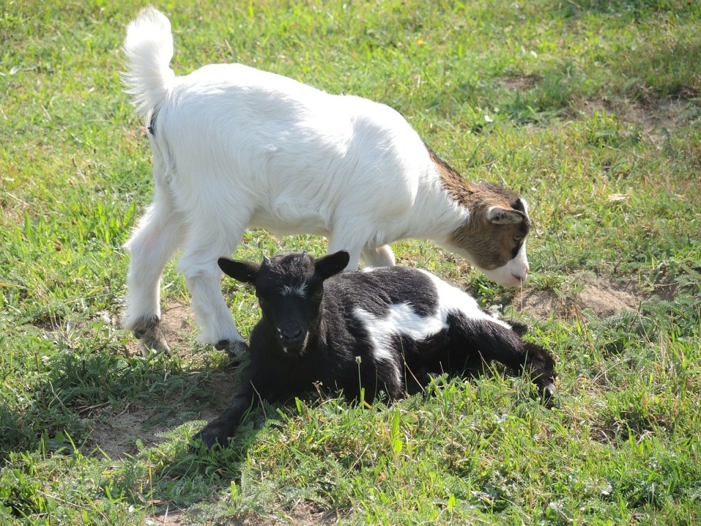 Miniature goat eats grass while second miniature goat lays in yard.
