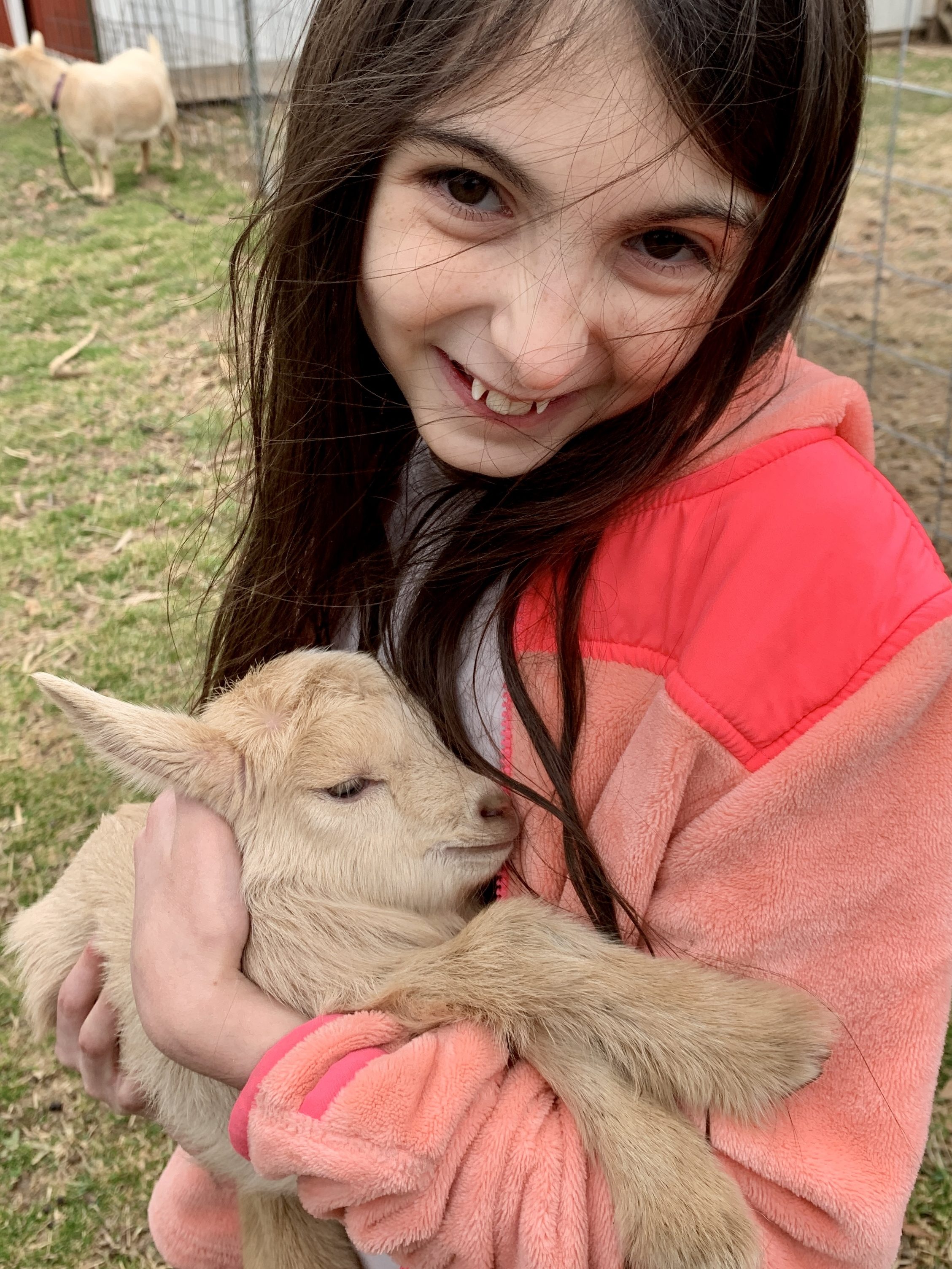 Raytown Draft Law & Petition – Backyard Miniature Goats