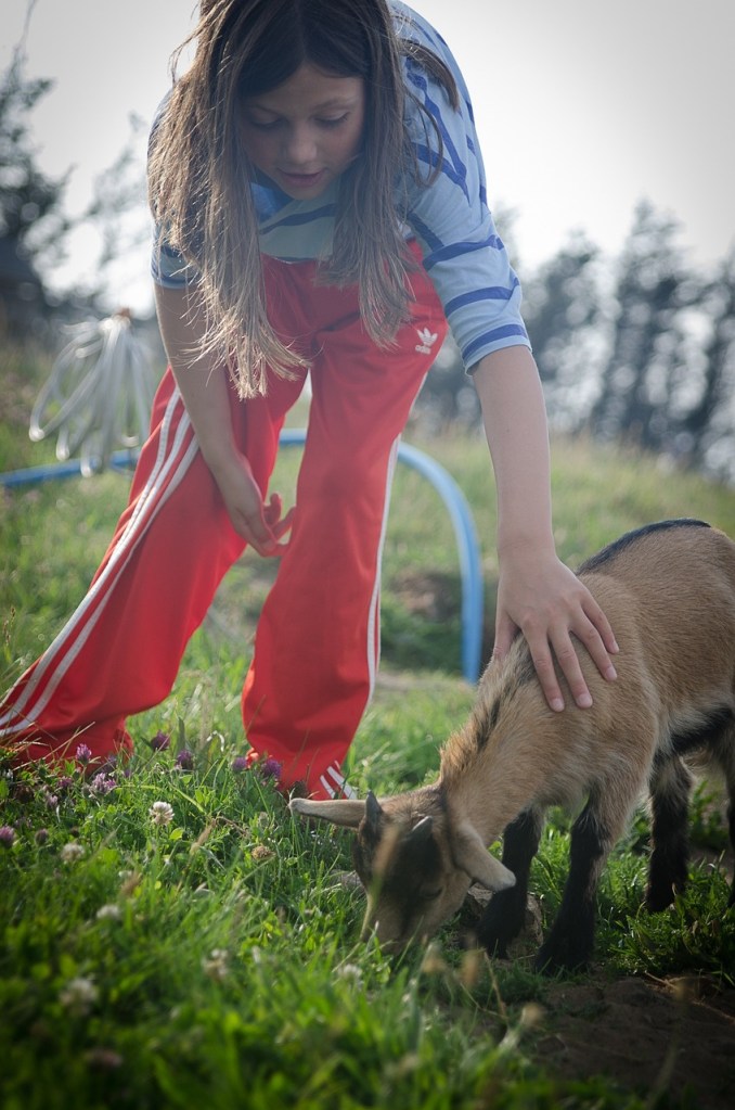 Girl pets miniature goat kid eating grass