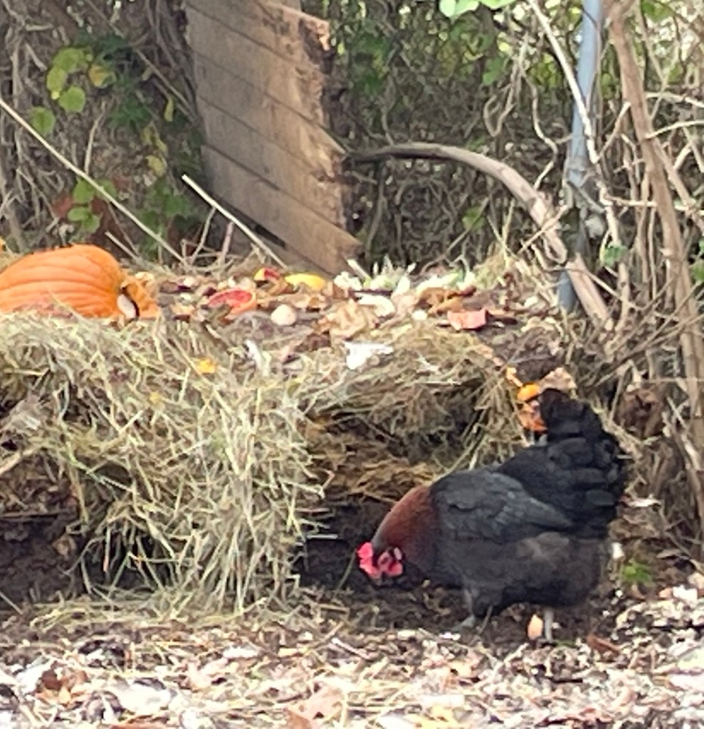 Chickens forage in compost in backyard