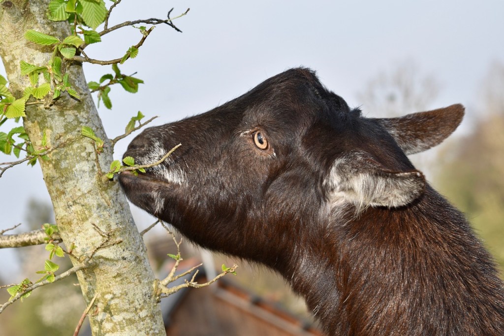 Goat browses on leaves