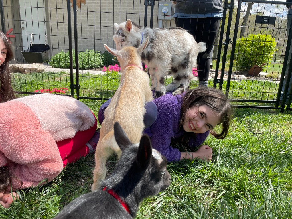 Baby Nigerian dwarf goats climbing on girl's back makes her smile.