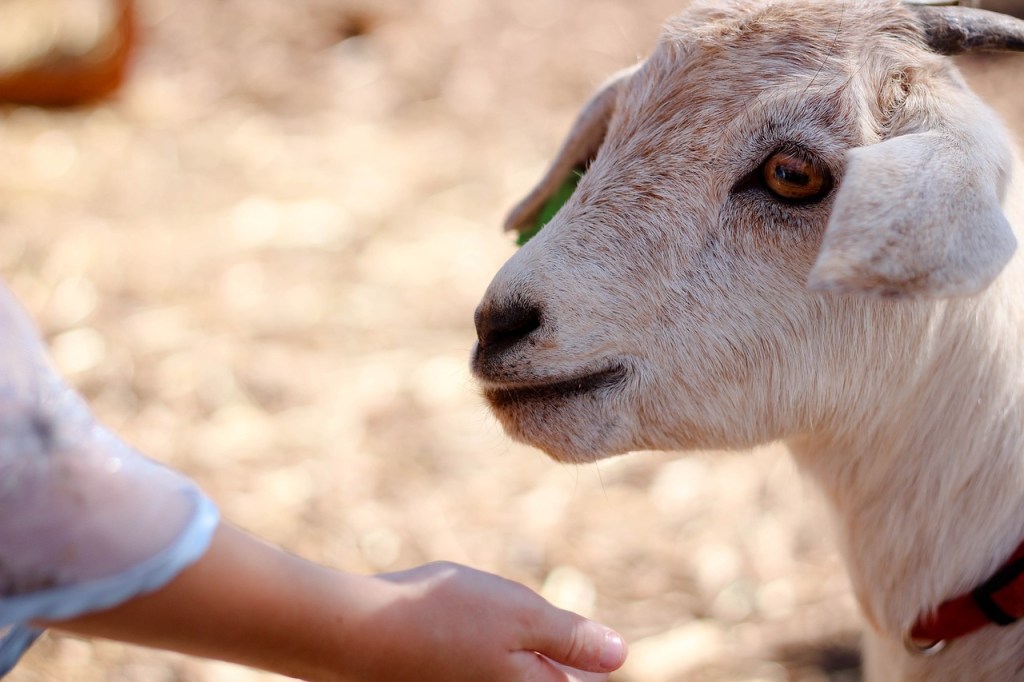 Hand held out in front of goat
