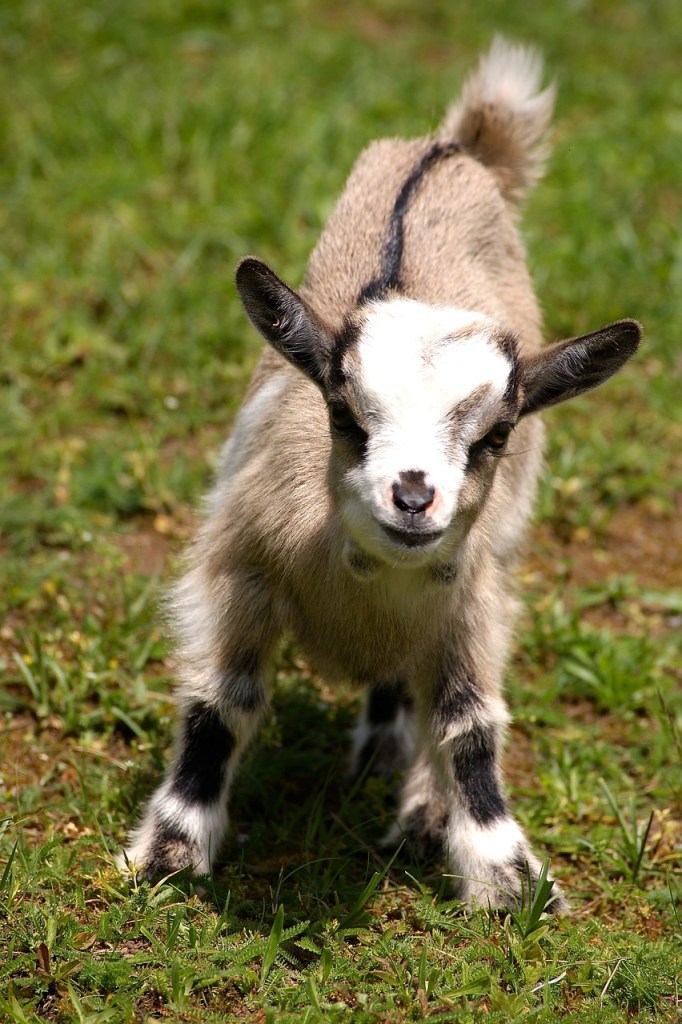 Miniature goat smiles