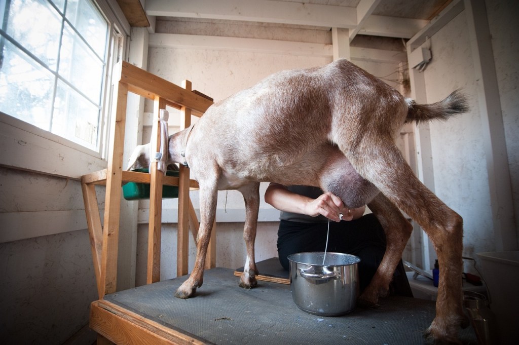 Milking a goat on milking stand