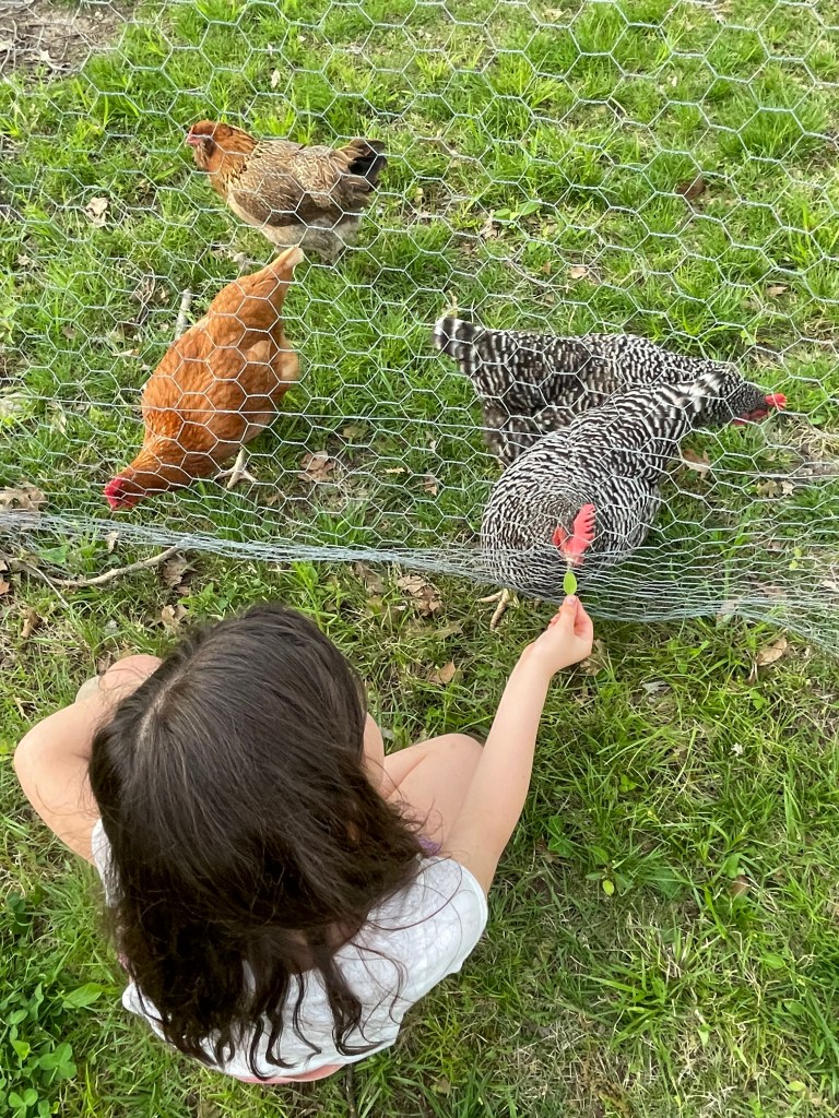 Child feeds backyard chickens