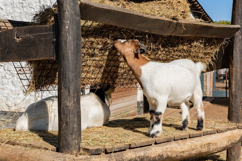 Miniature goat eats from hay feeder