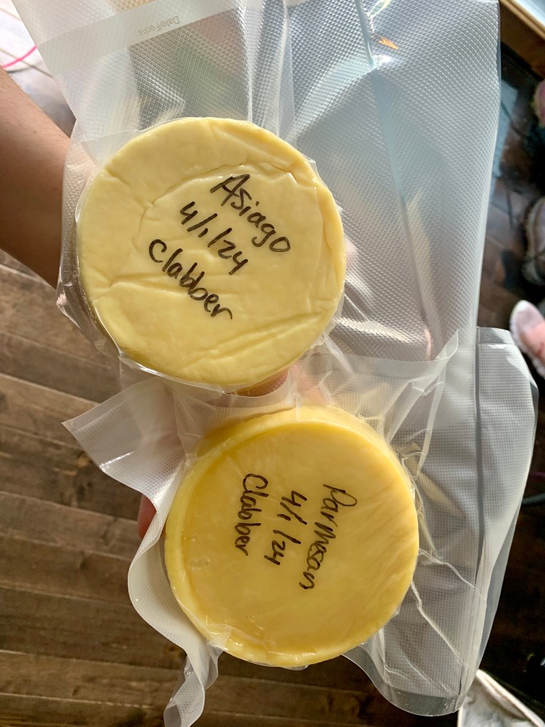 Homemade Asiago and Parmesan cheese wheels