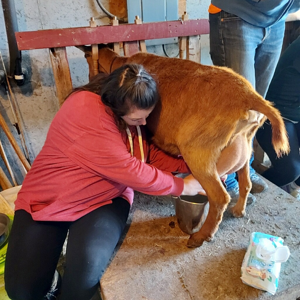 Woman milks goat