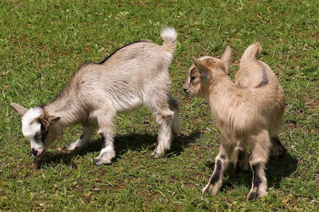 Two young goats grazing in the yard
