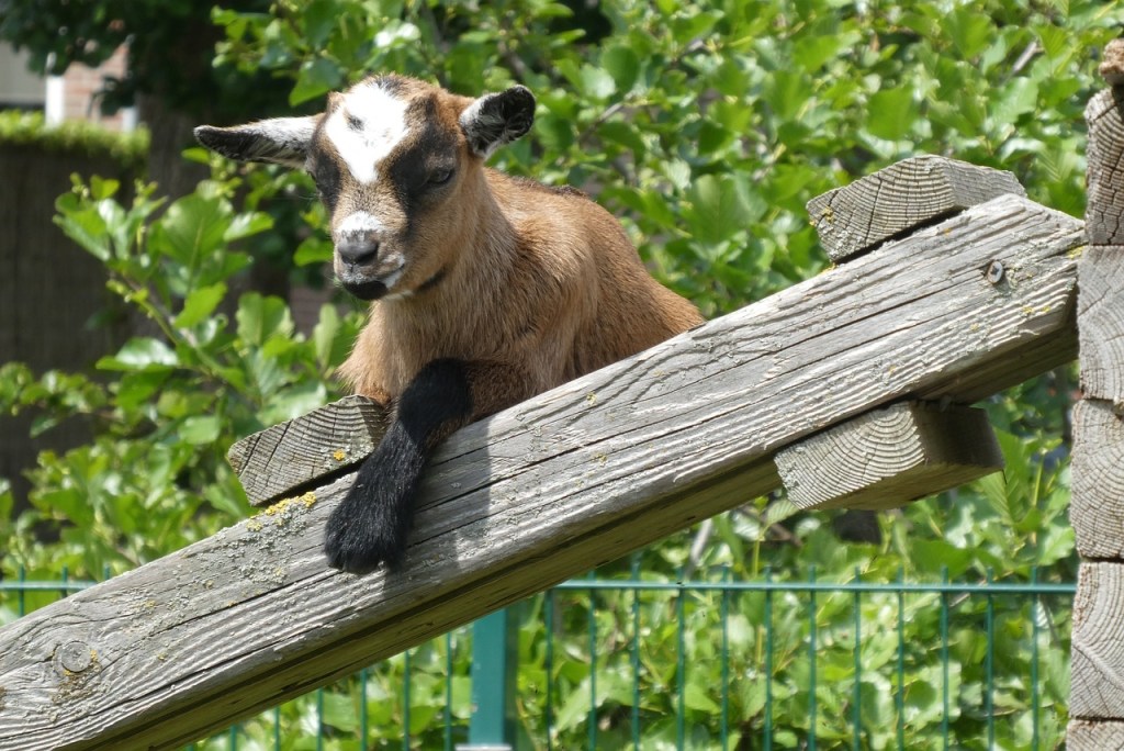 Young miniature goat resting on climbing platform